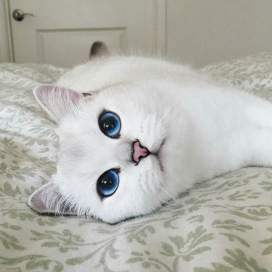 Британский короткошёрстный кот Коби