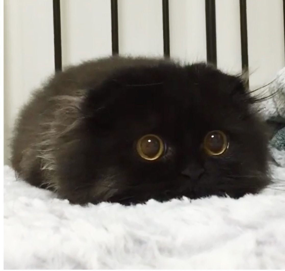 Шотландская вислоухая кошка черная пушистая