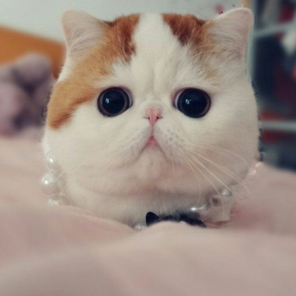 Экзотическая короткошерстная Снупи