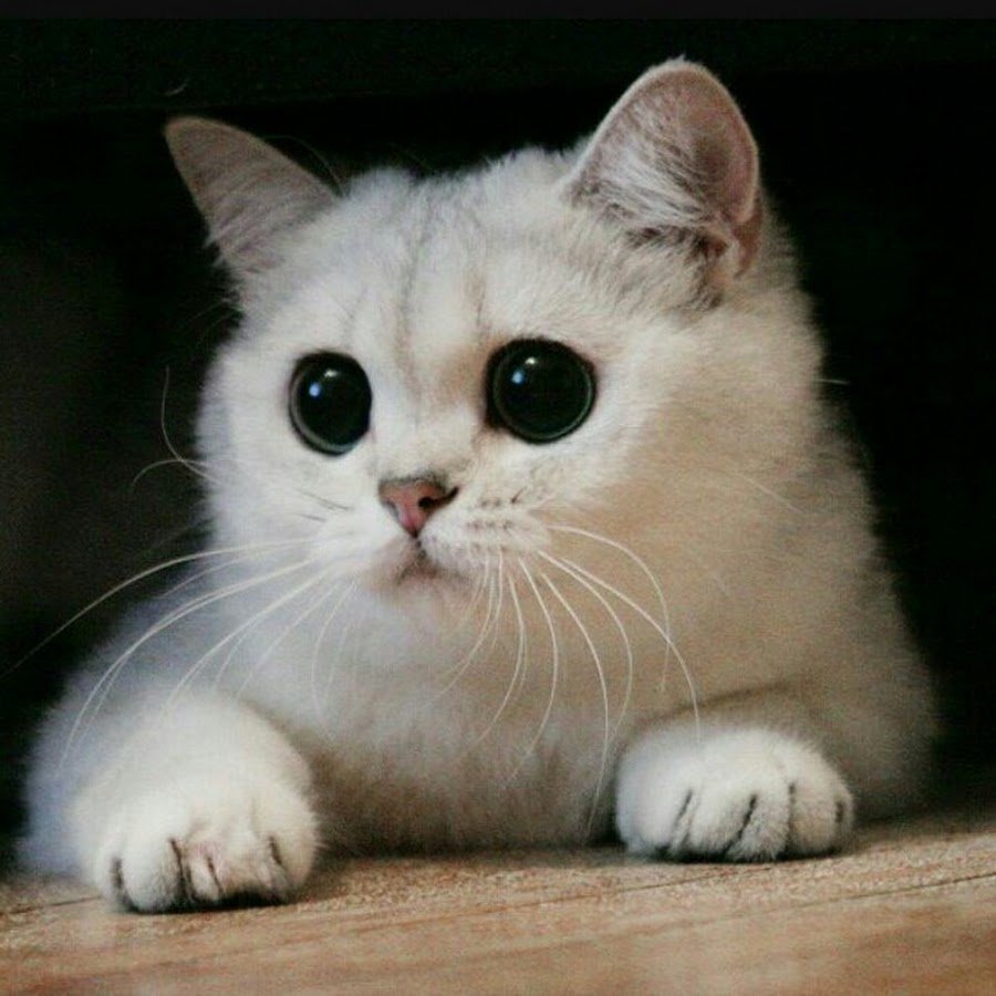 Милый котик с большими глазами