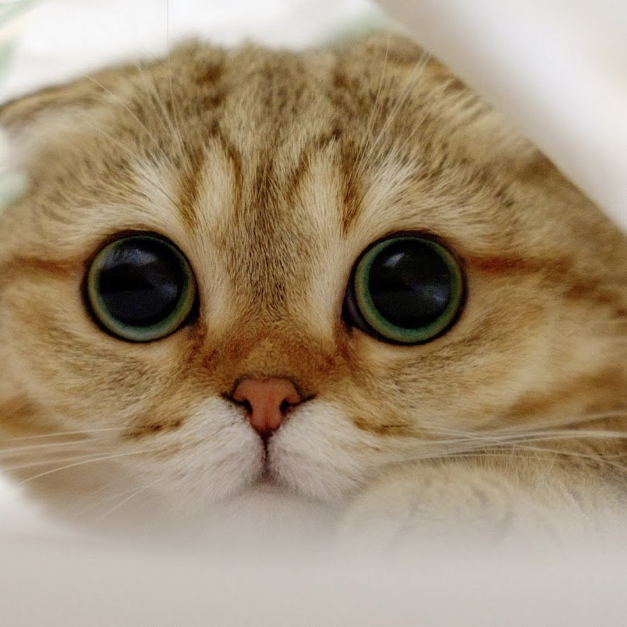 Котик с большими глазами