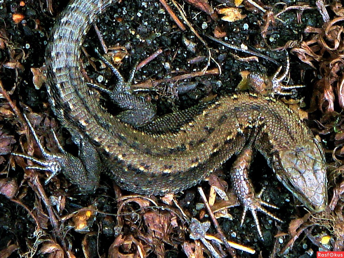 Ящерица Подмосковная