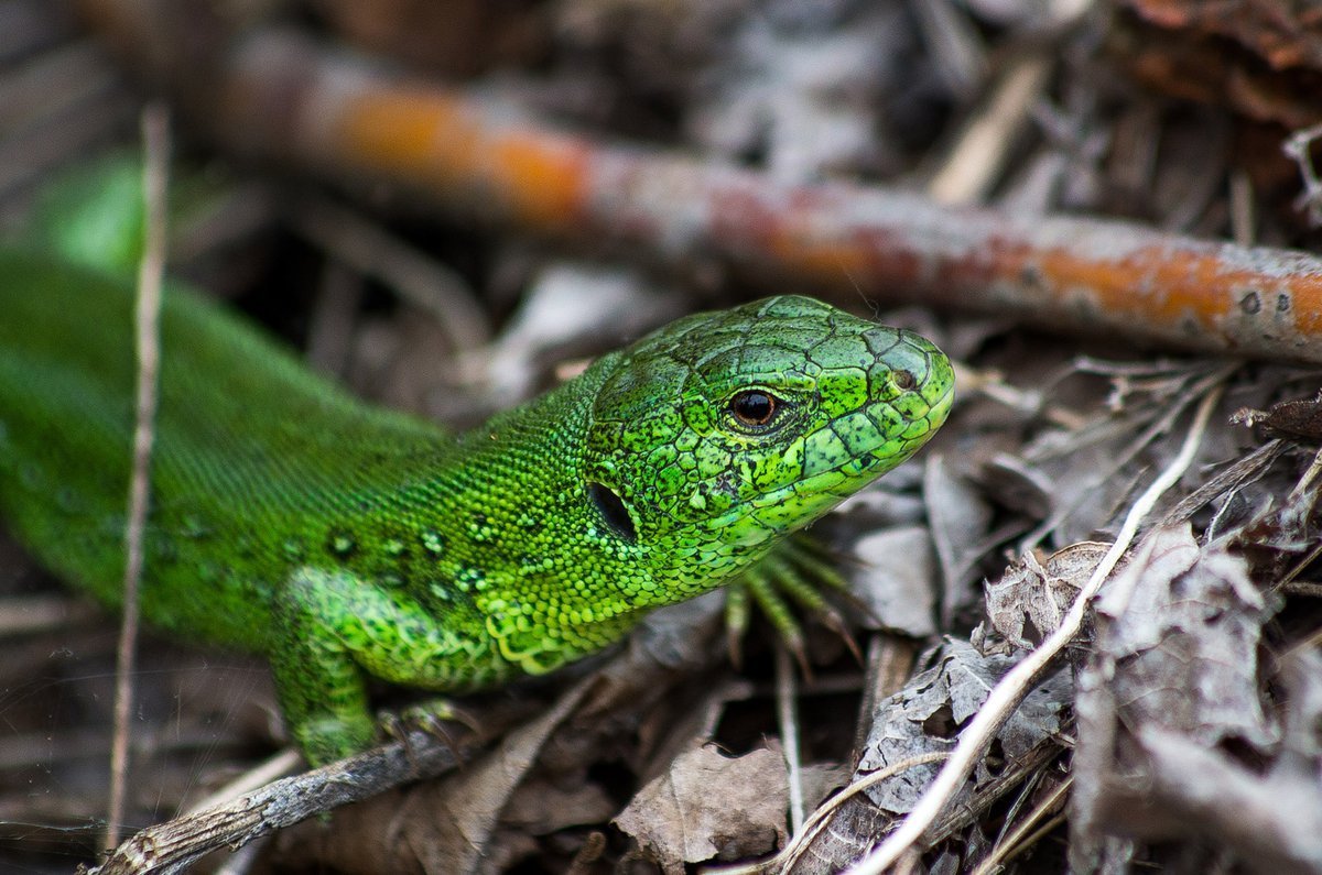 Ящерица Lacerta Agilis
