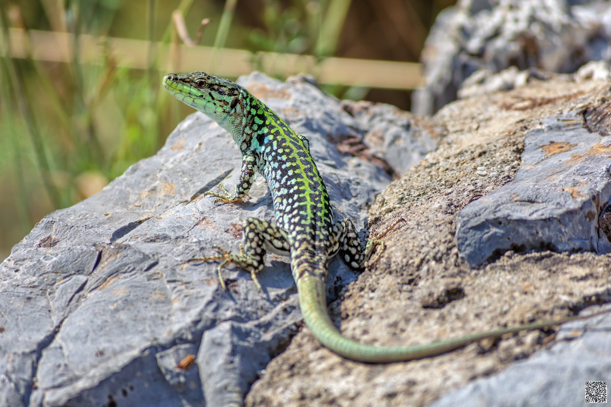 Агама шлемоносный Василиск
