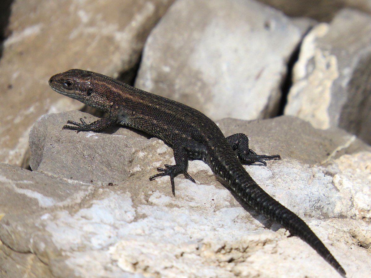 Живородящая ящерица