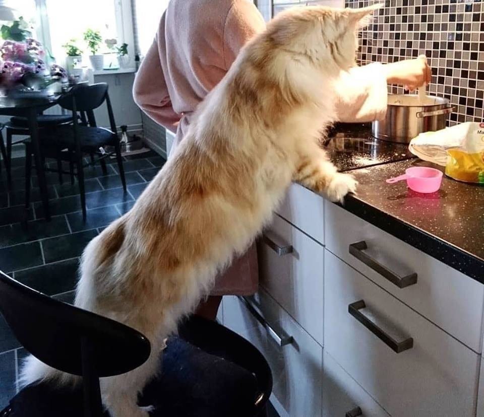 Огромный кот в квартире