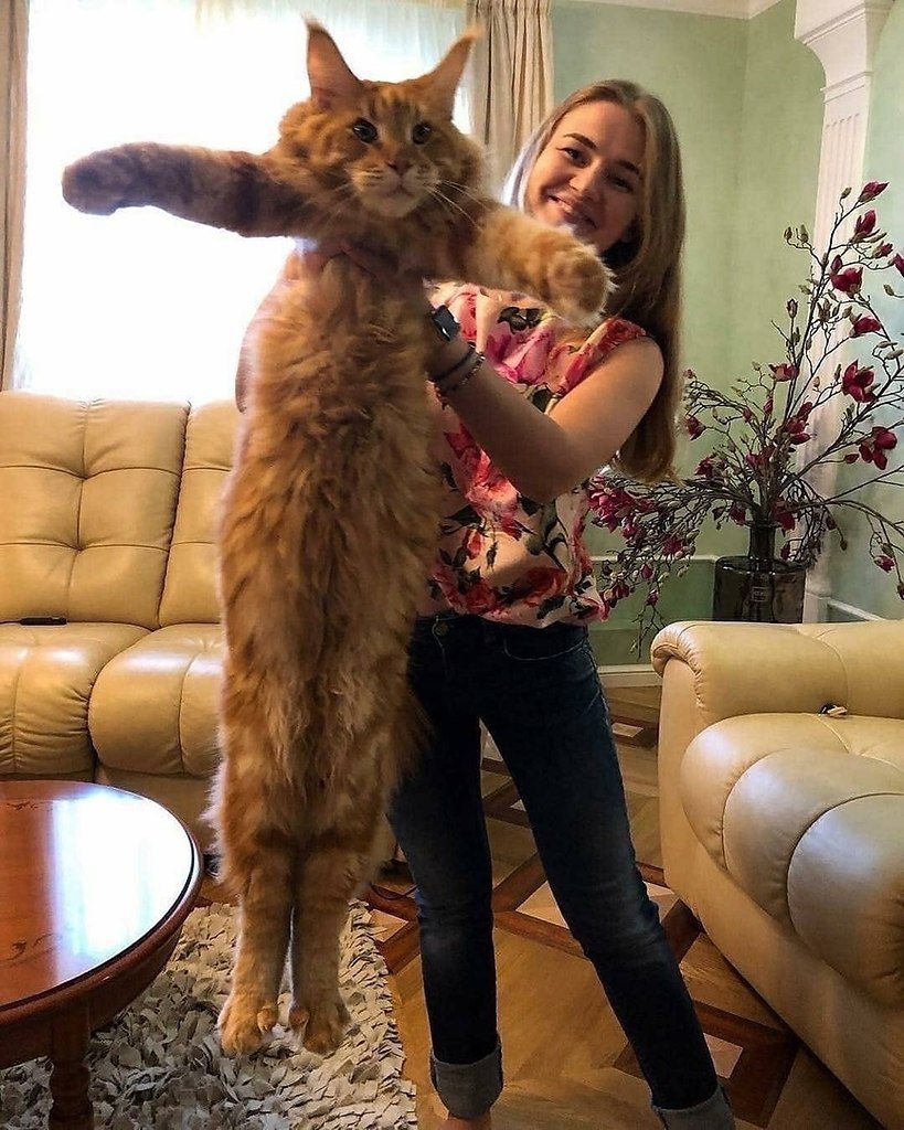 Большой кот Мейн кун