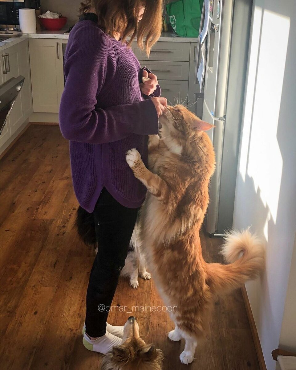 Самый большой Мейн кун Омар