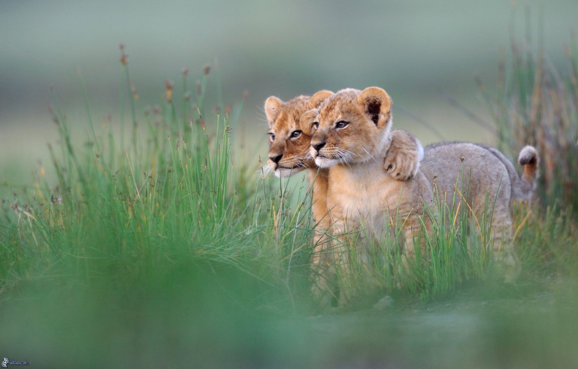 Львята обнимаются