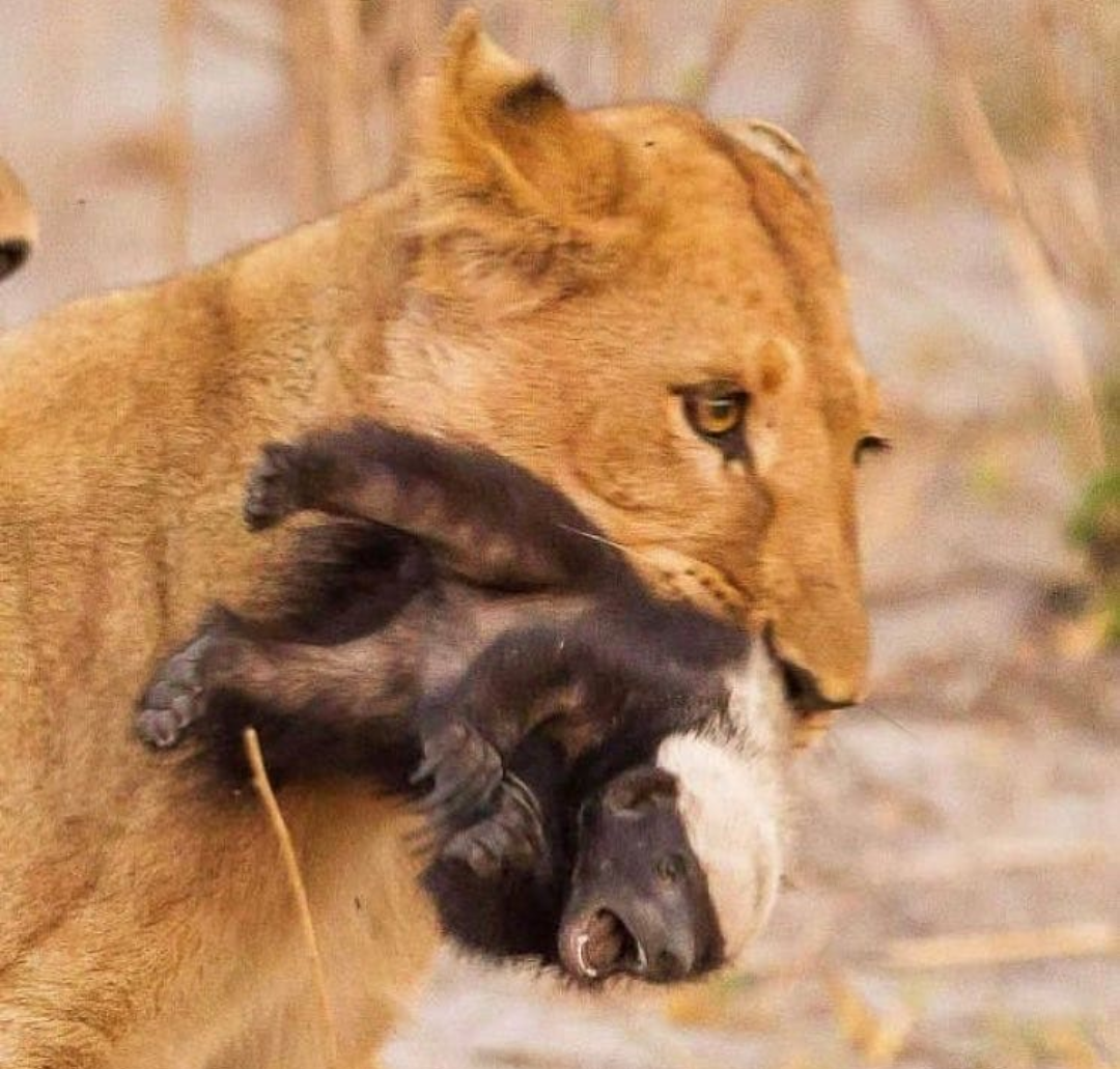 Барсук медоед против Льва