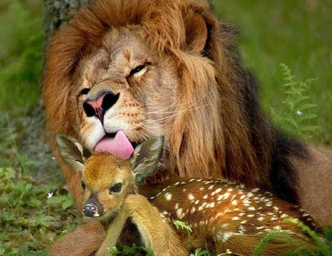 Необычная Дружба диких животных