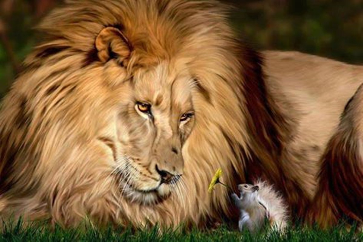 Картина Лев и Белочка