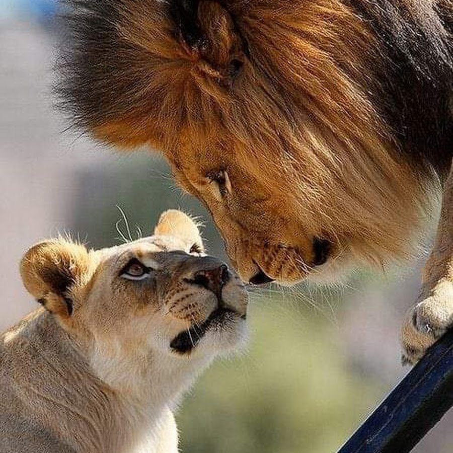 Львы сегодня