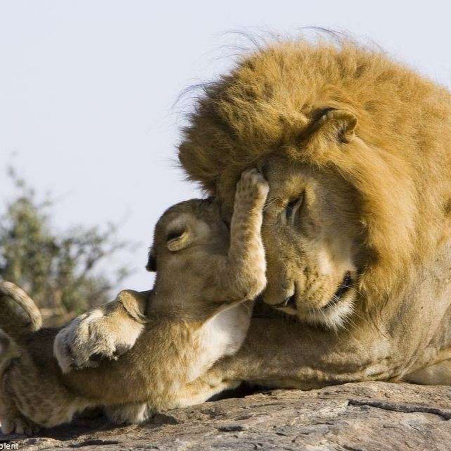 Лев и Львенок
