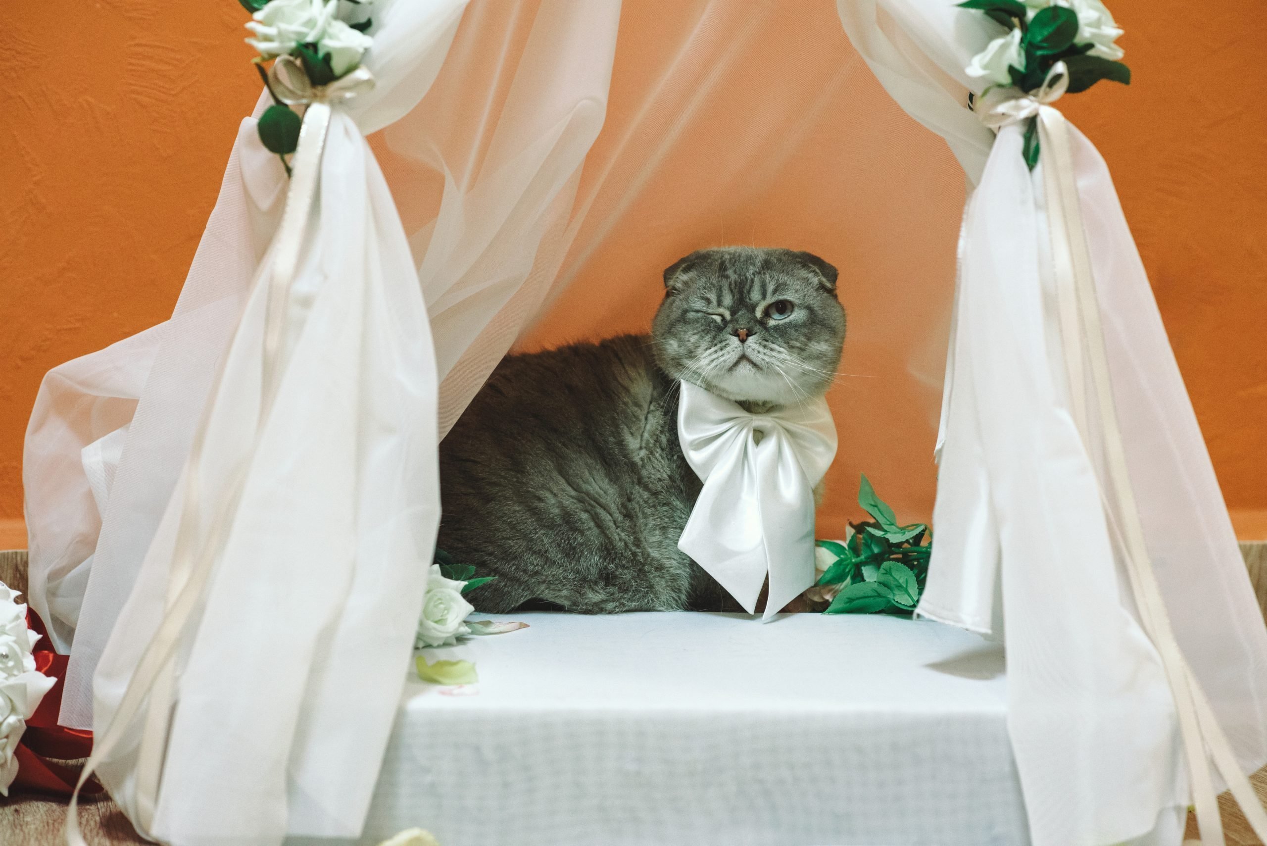 Кошки выходят замуж. Свадебные коты. Коты в свадебных нарядах. Кошка невеста. Кошка в свадебном платье.