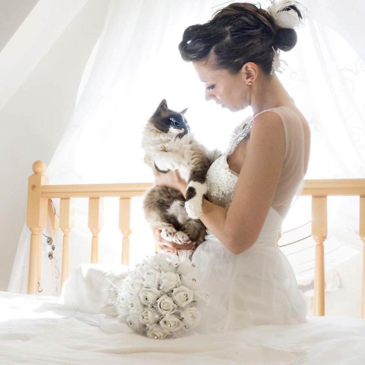 Кошки выходят замуж. Кошки в свадебных нарядах. Кошка невеста. Кошка в свадебном платье. Свадебная фотосессия с котом.