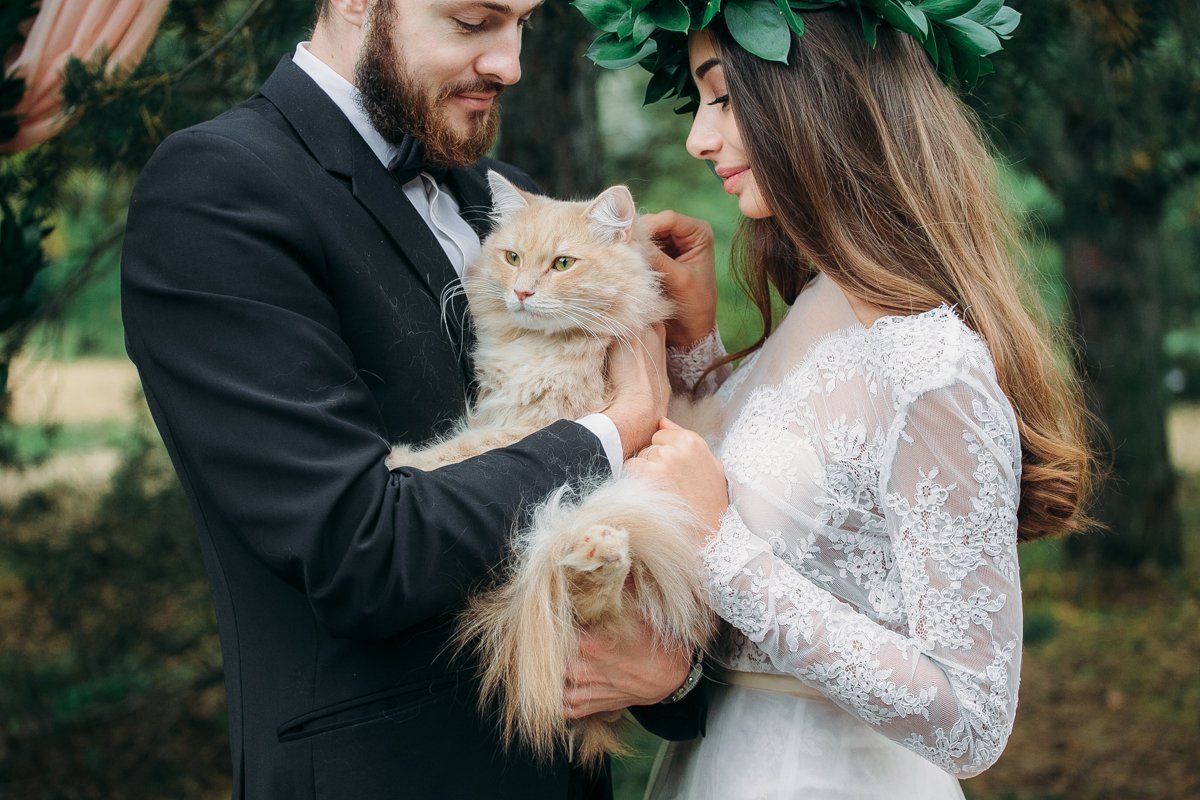 Кошки выходят замуж. Свадебная фотосессия с котом. Кот на свадьбе. Кошка невеста. Коты в свадебных нарядах.