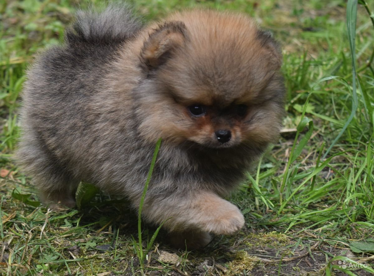 Малый шпиц оранж Соболь