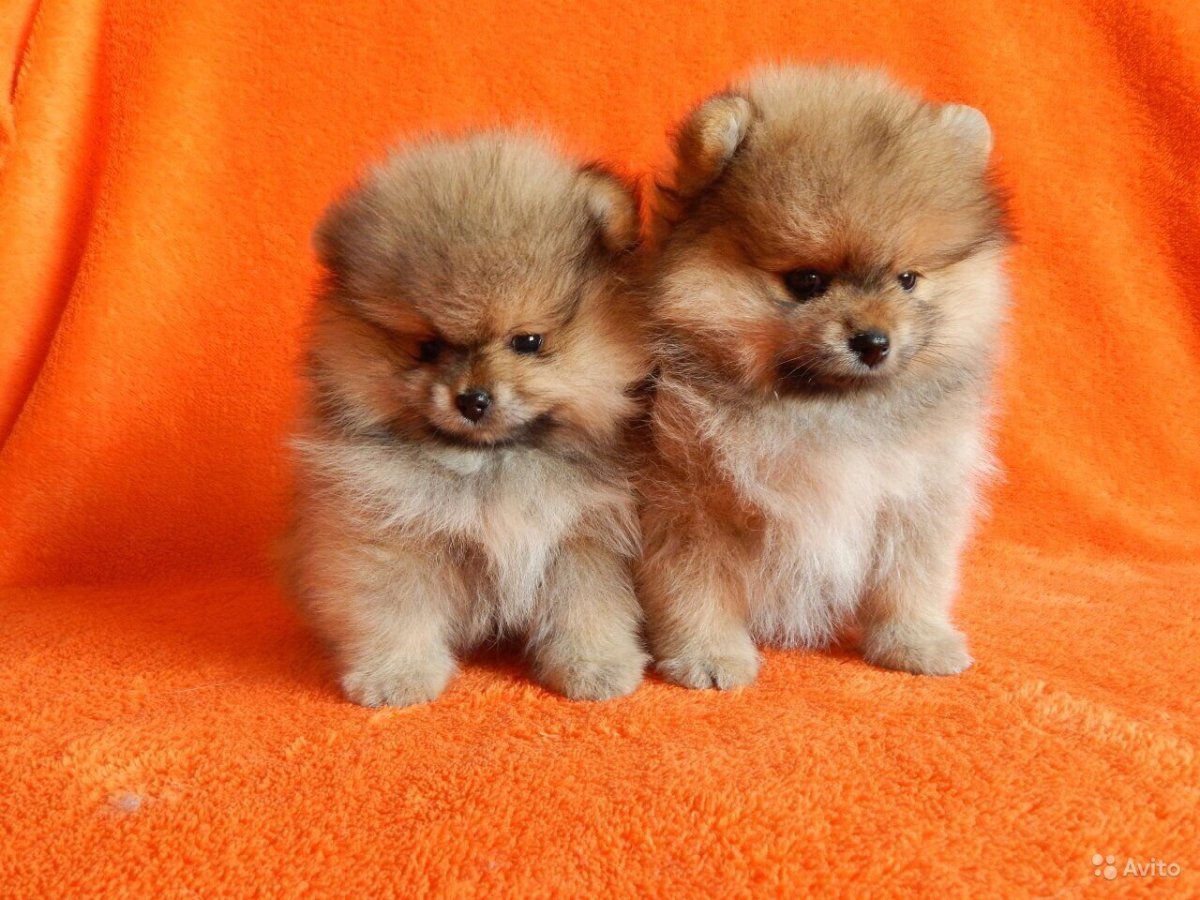 Соболиный шпиц