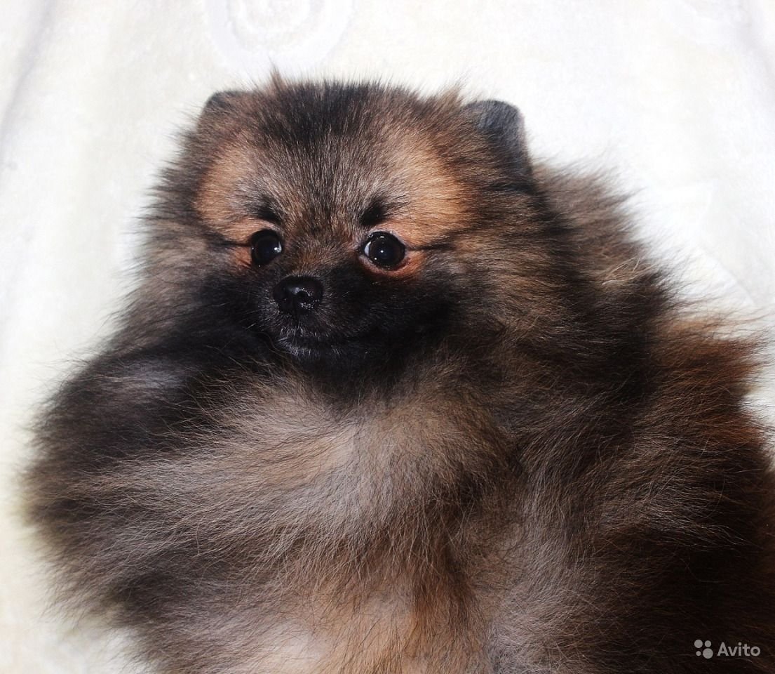 Шпиц соболиный Медвежонок