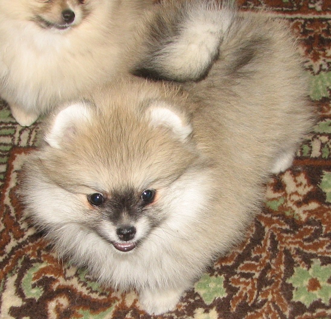 Шоколадно подпалый шпиц