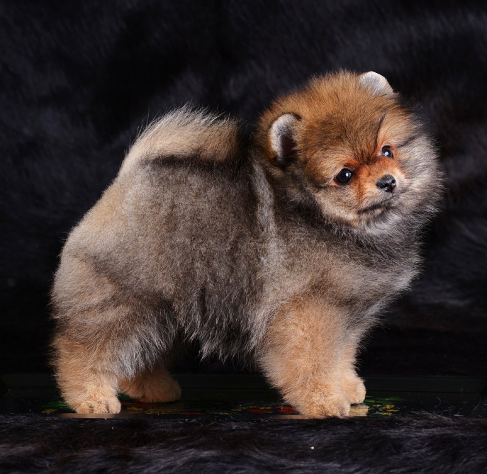 Шпиц вытянутая морда