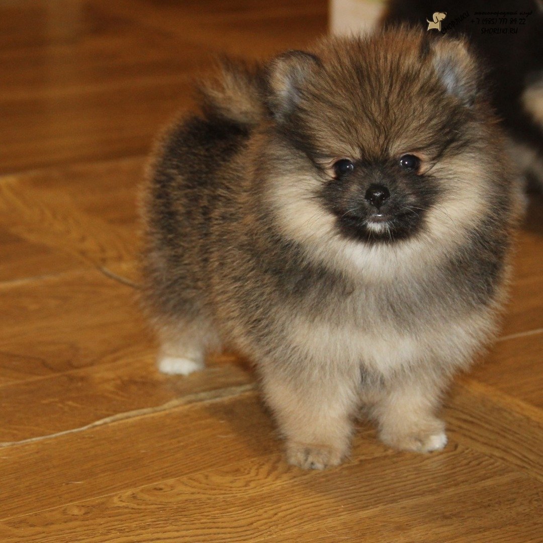 Оранж Соболь померанский шпиц