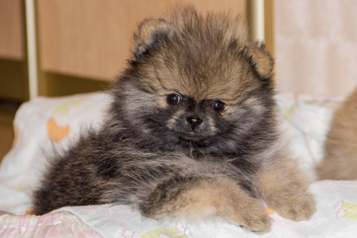 Померанский шпиц рыжий и кремовый