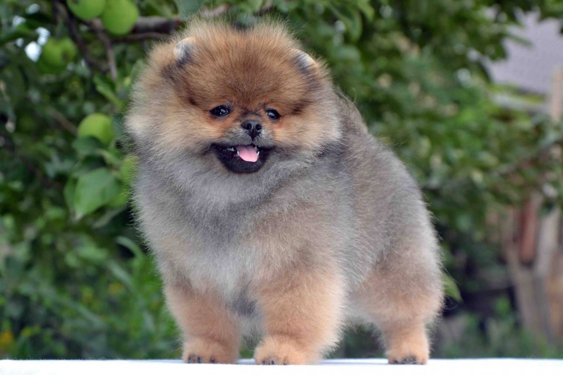 Шпиц окрас Соболь 5 месяцев