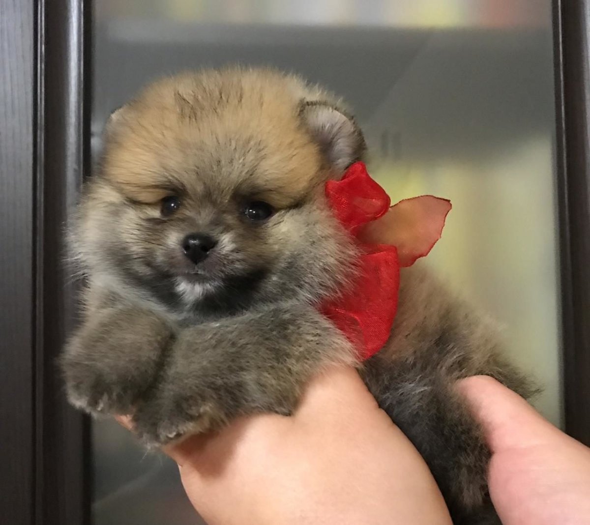 Соболиный шпиц щенок