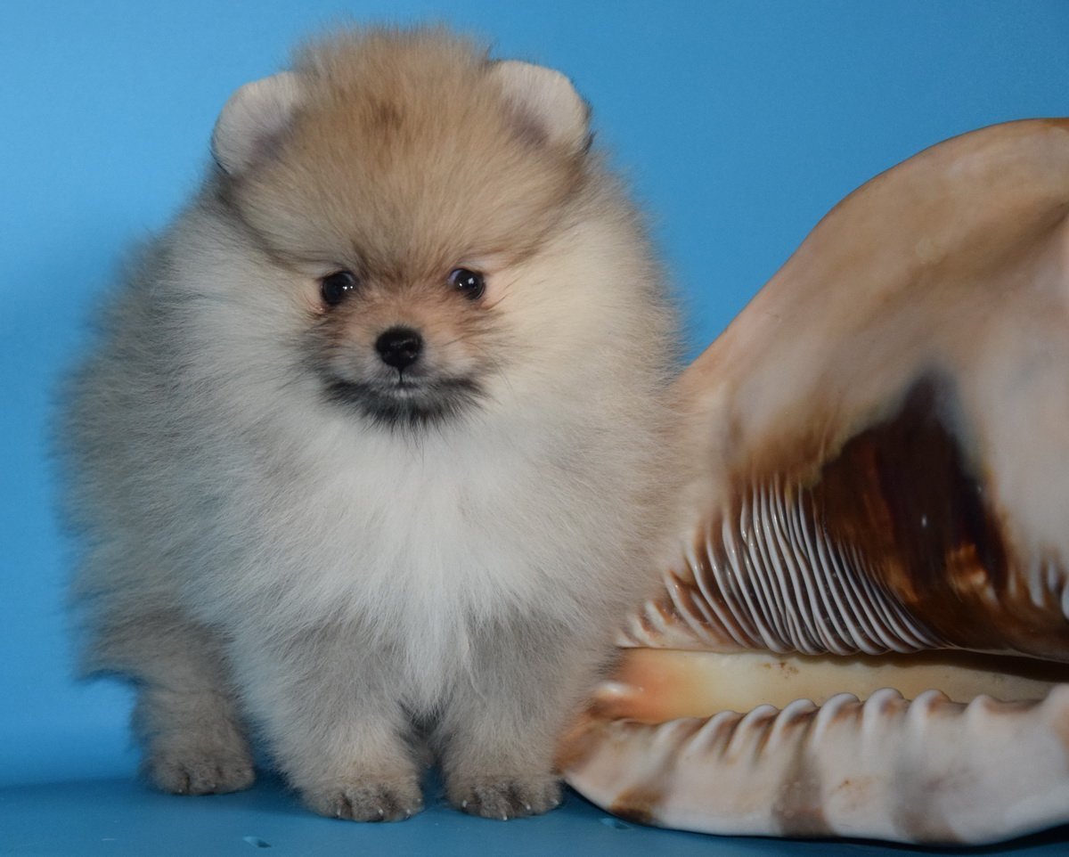 Шпиц померанский Пегий