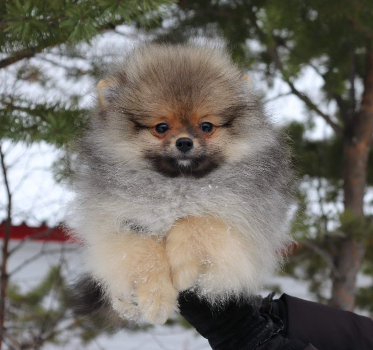 Померанский шпиц