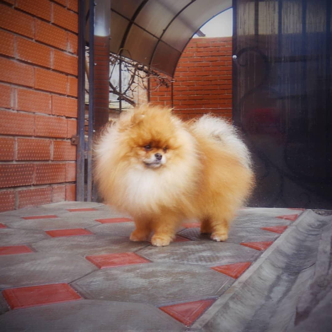 Щенки шпица