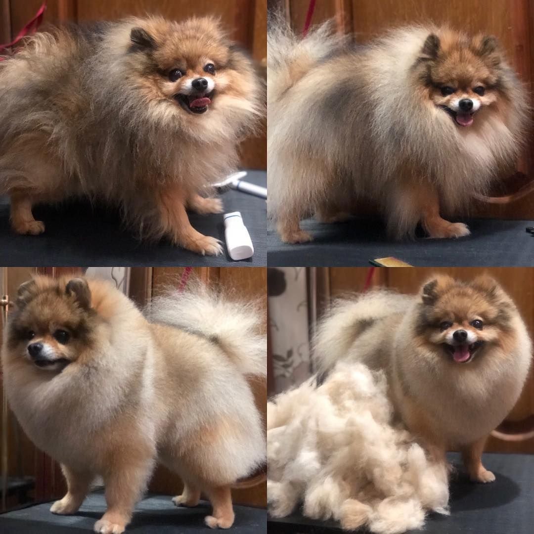 Шоколадный Соболь шпиц