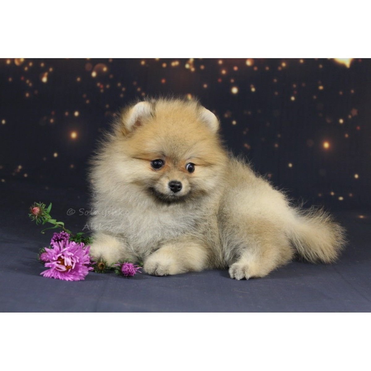 Соболиный шпиц