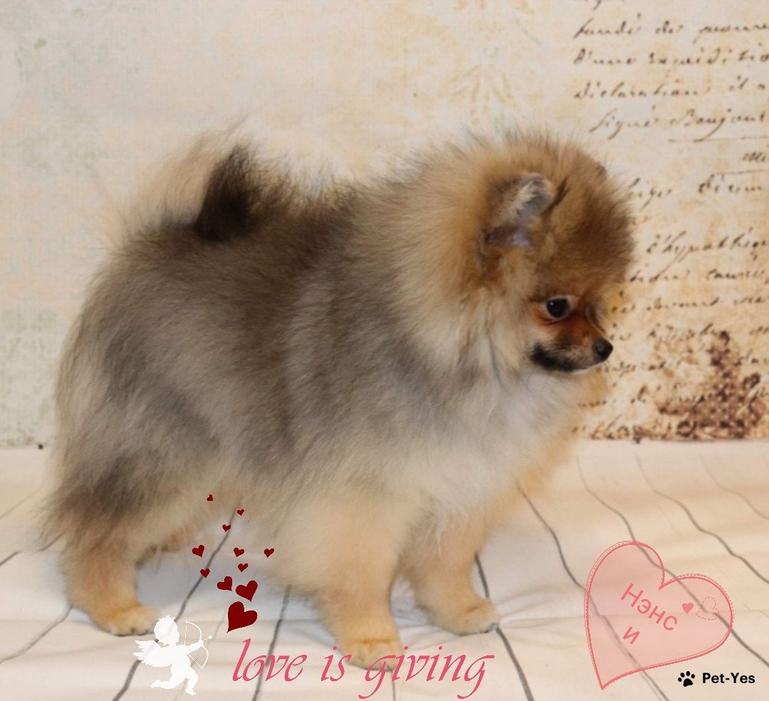 Шпиц рыжий Соболь