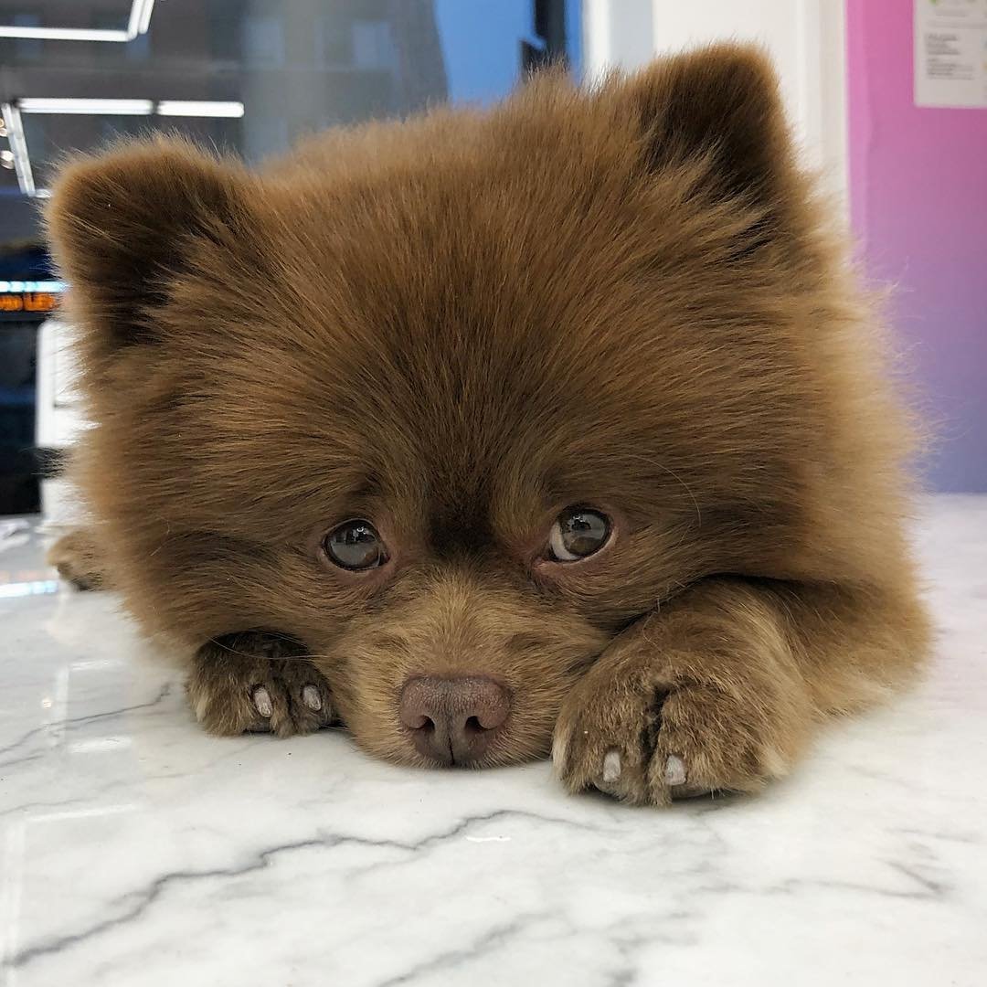 Померанский шпиц Teacup.