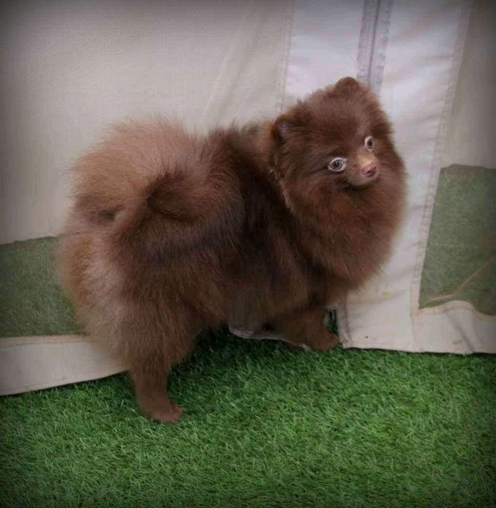 Щенки померанского шпица медвежьего типа