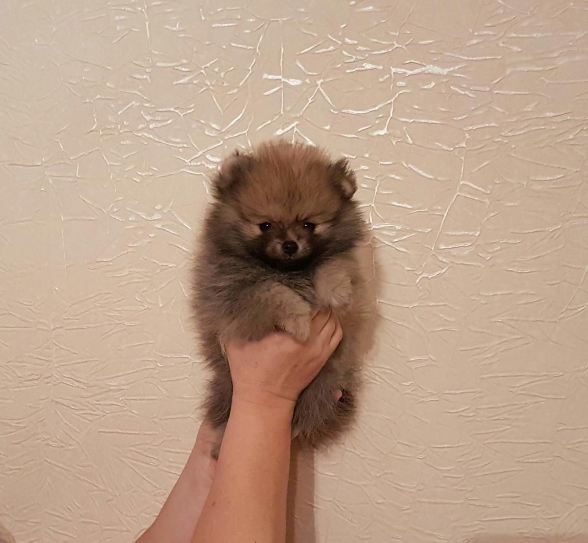 Померанский шпиц оранж