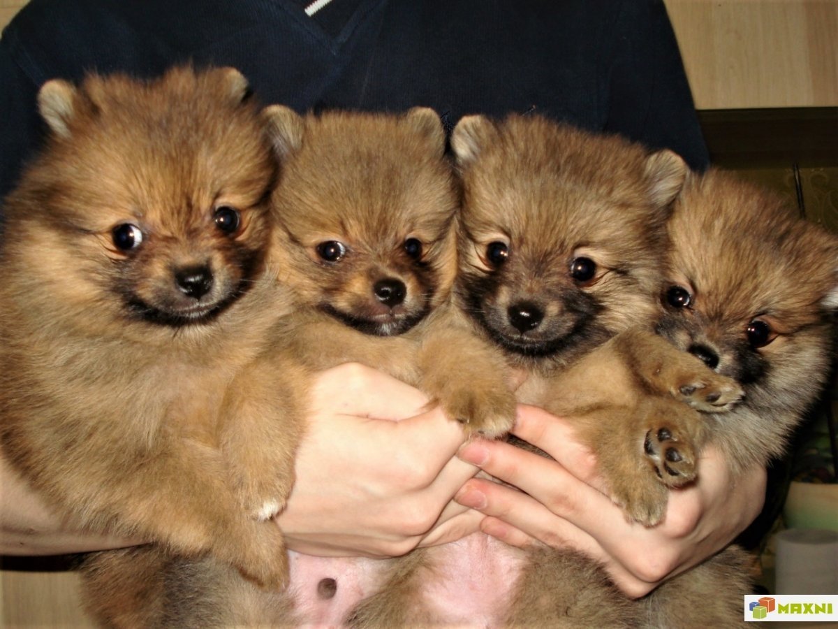 Золотистый шпиц