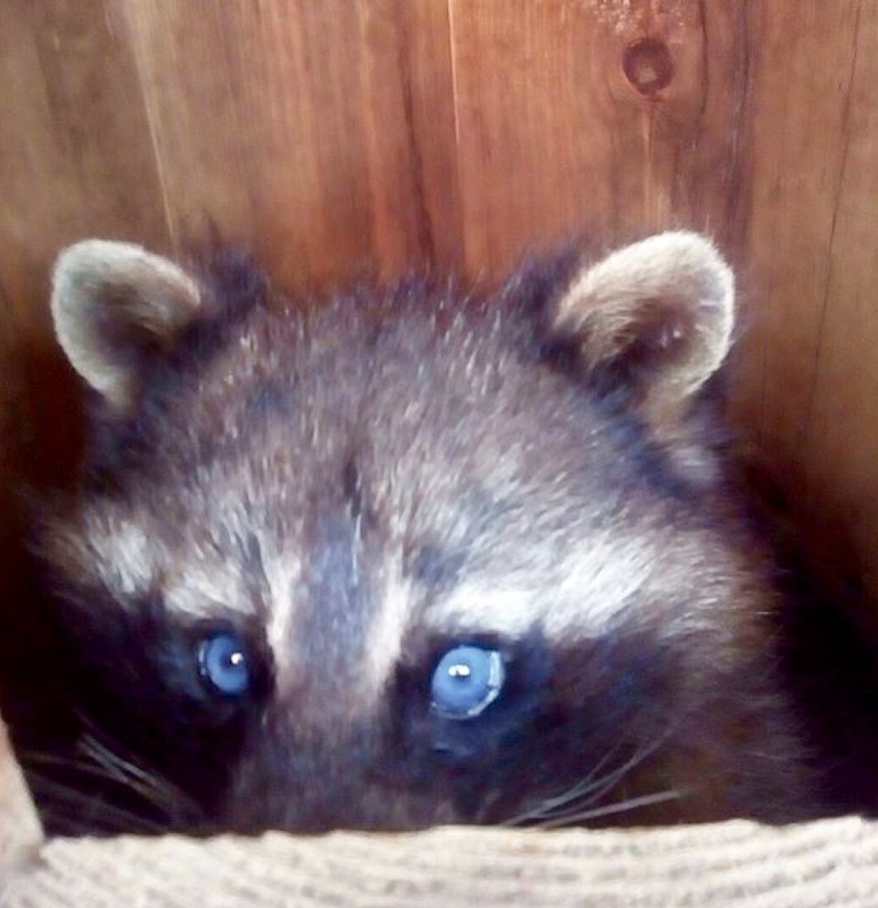 Енот с голубыми глазами