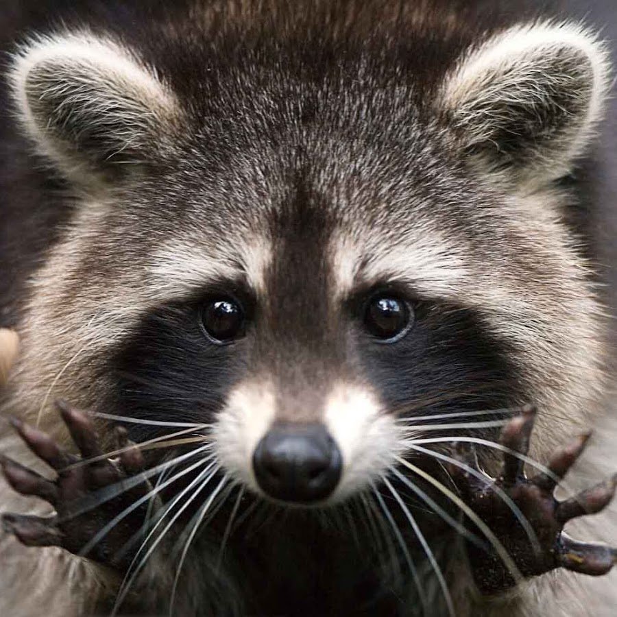 Смешные еноты