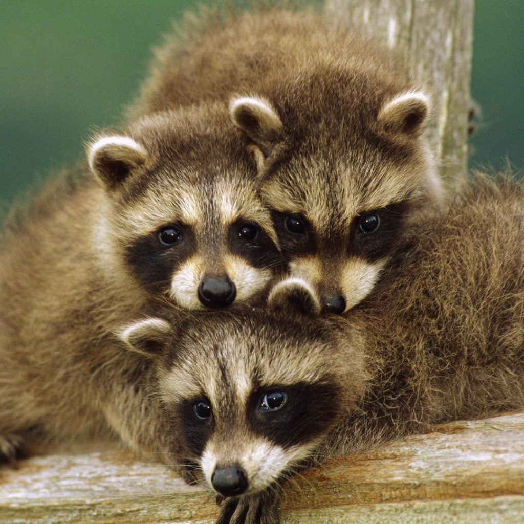 Детеныш енота