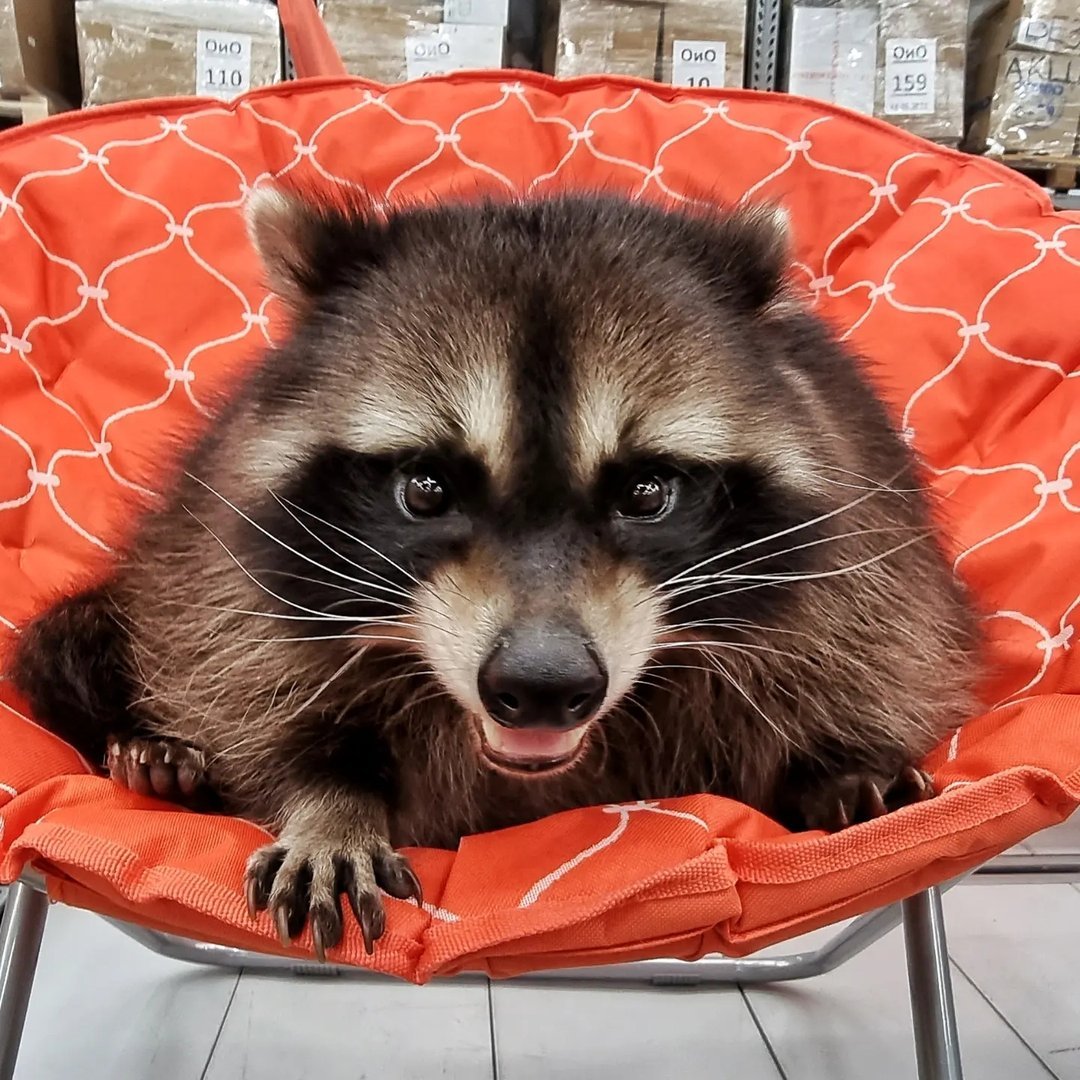 Цвет глаз енотов