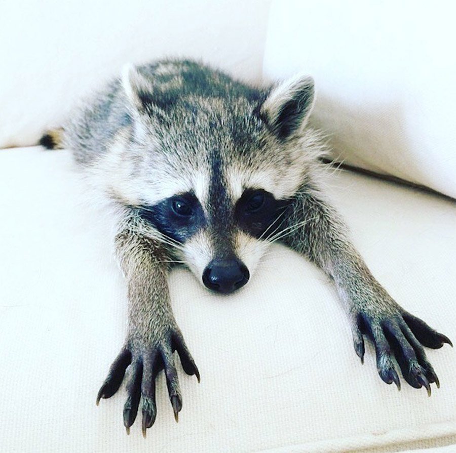 Популяция Лис