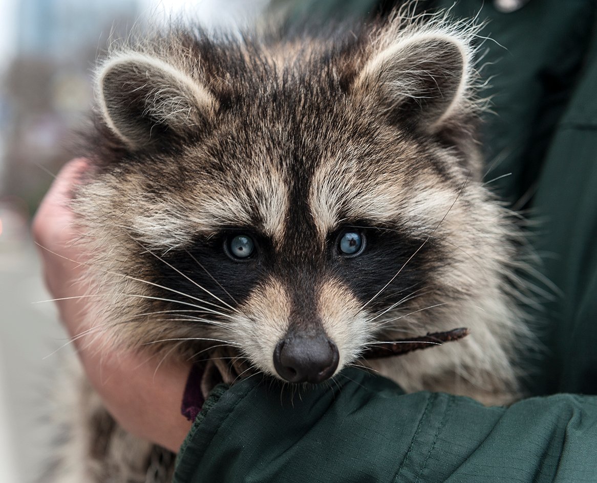 Морда енота