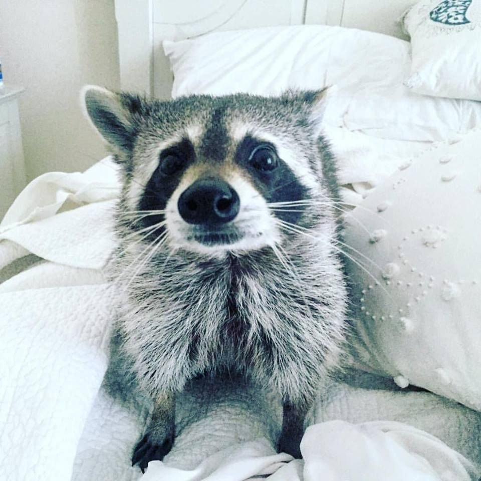 Енот и хаски