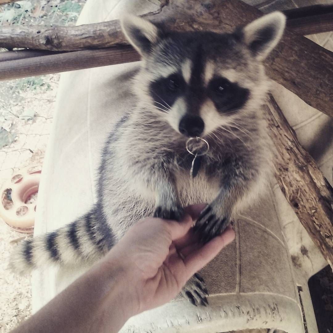 Енот Эстетика