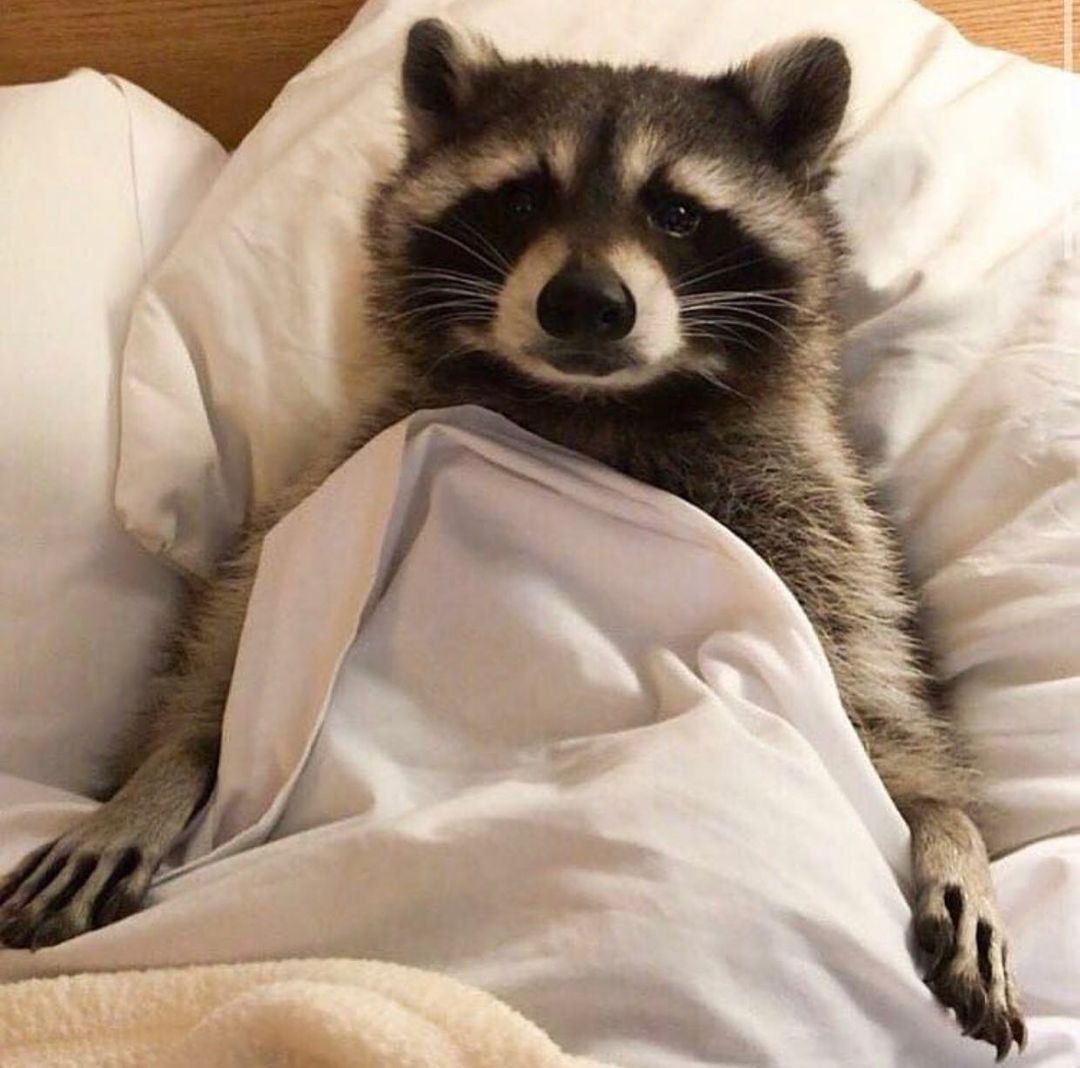 Радостный енот