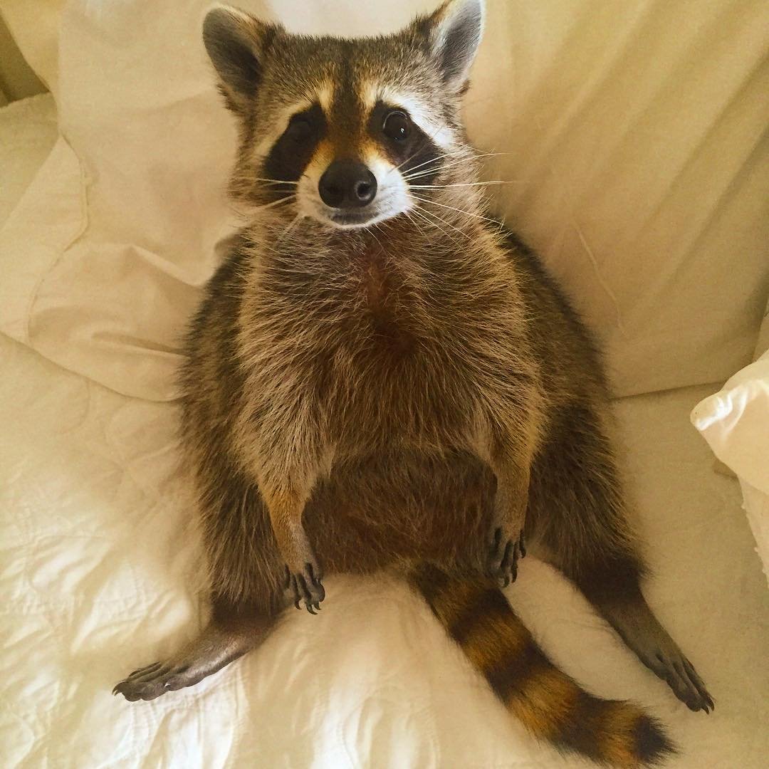 Эбен Маккриммон